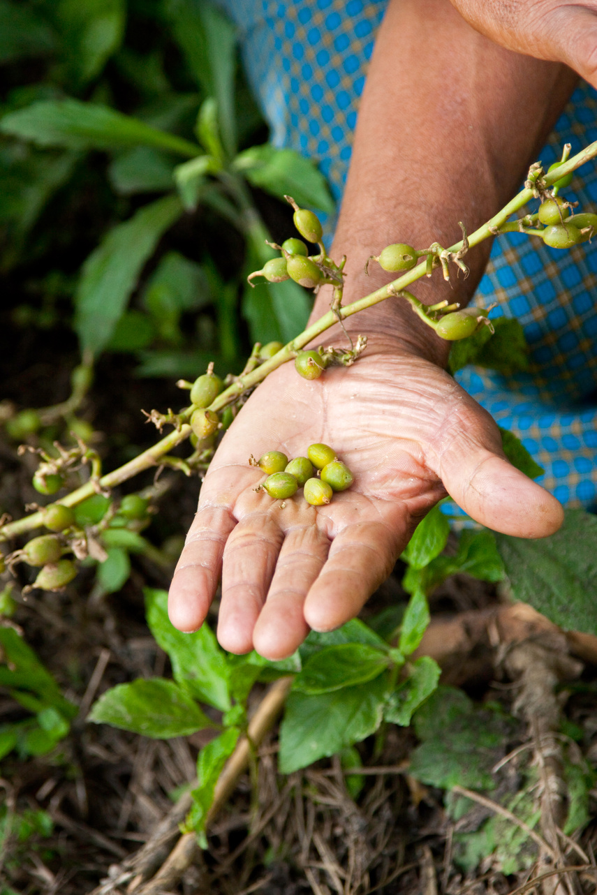 Cardamom seeds